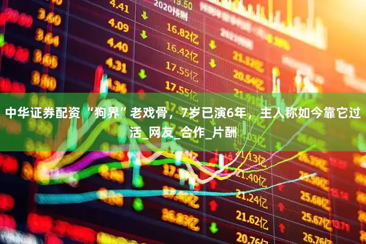 中华证券配资 “狗界”老戏骨，7岁已演6年，主人称如今靠它过活_网友_合作_片酬